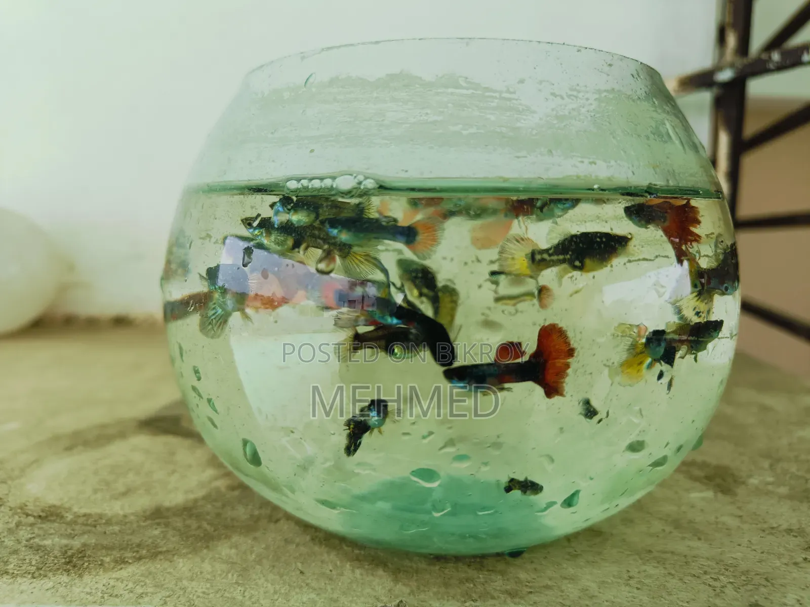 Mix Guppy