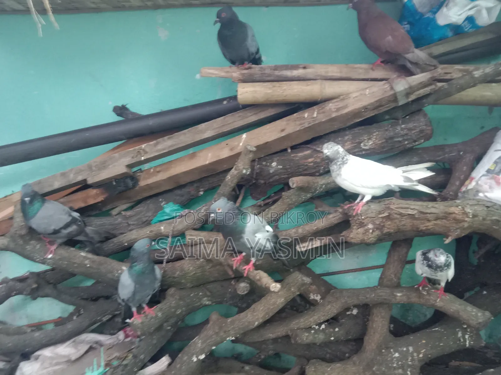 Pigeons With Coop 4 Pairs of Pigeons and Coop