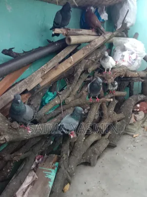 Pigeons With Coop 4 Pairs of Pigeons and Coop