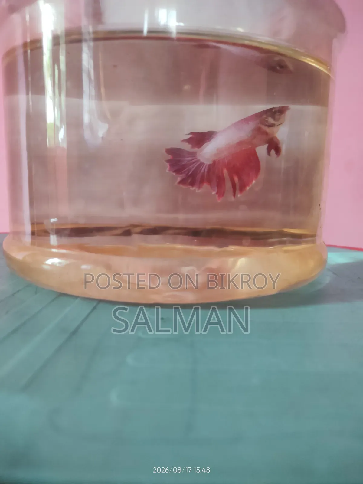 Fighter Fish