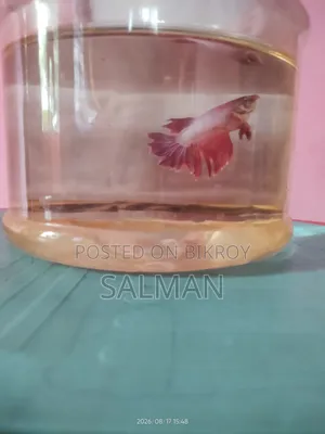 Fighter Fish
