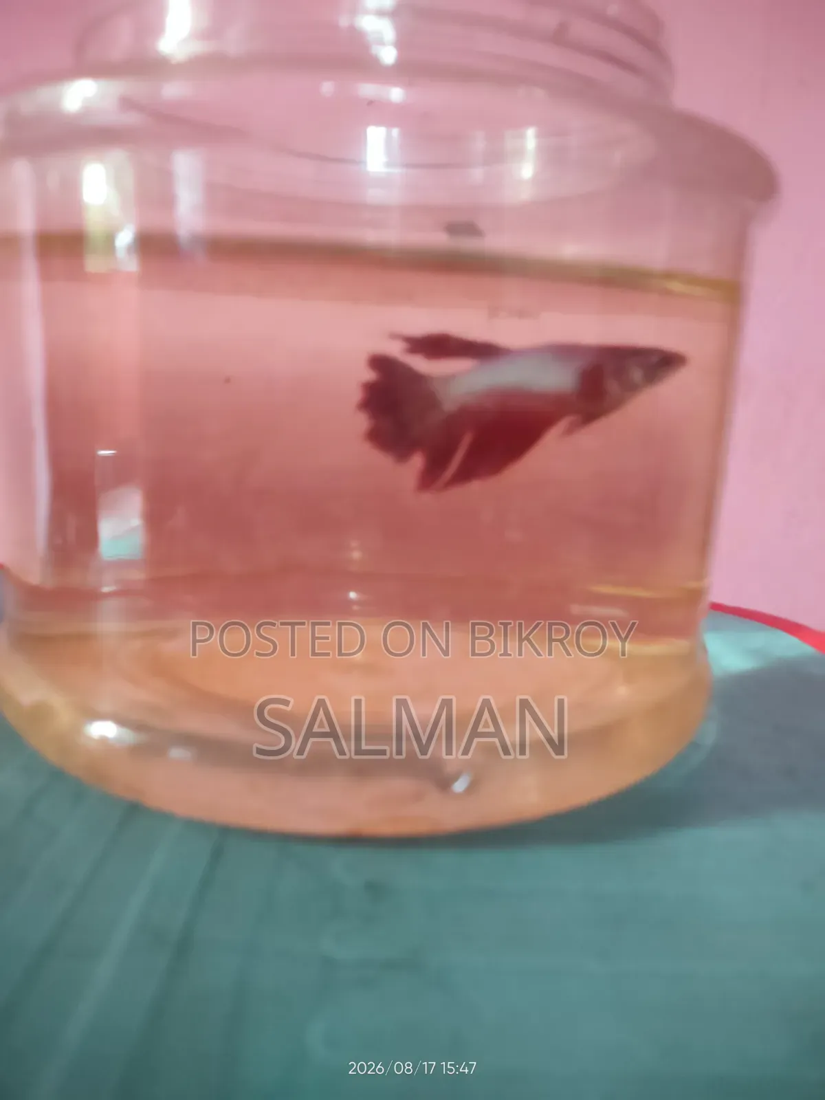 Fighter Fish