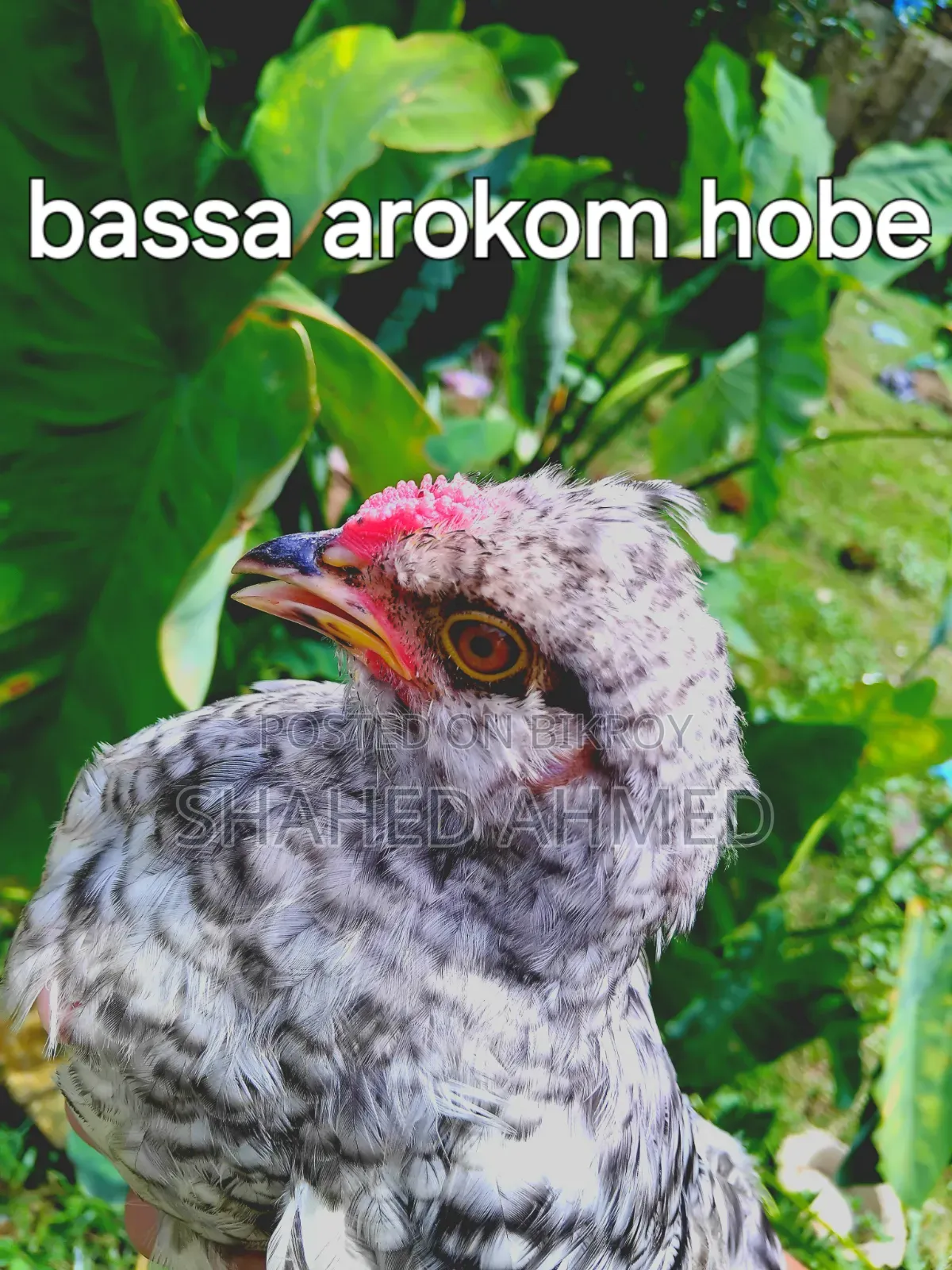 ফ্যান্সি মুরগি ও ডিম বিক্রয়