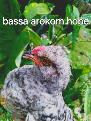 ফ্যান্সি মুরগি ও ডিম বিক্রয়