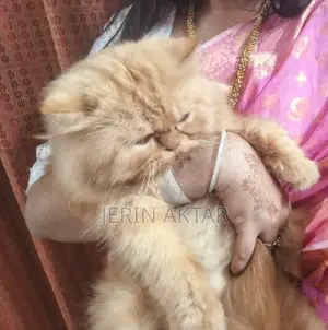 1+ Year Male Purebred Bengal