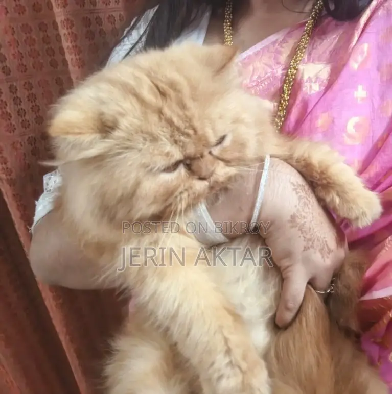 1+ Year Male Purebred Bengal