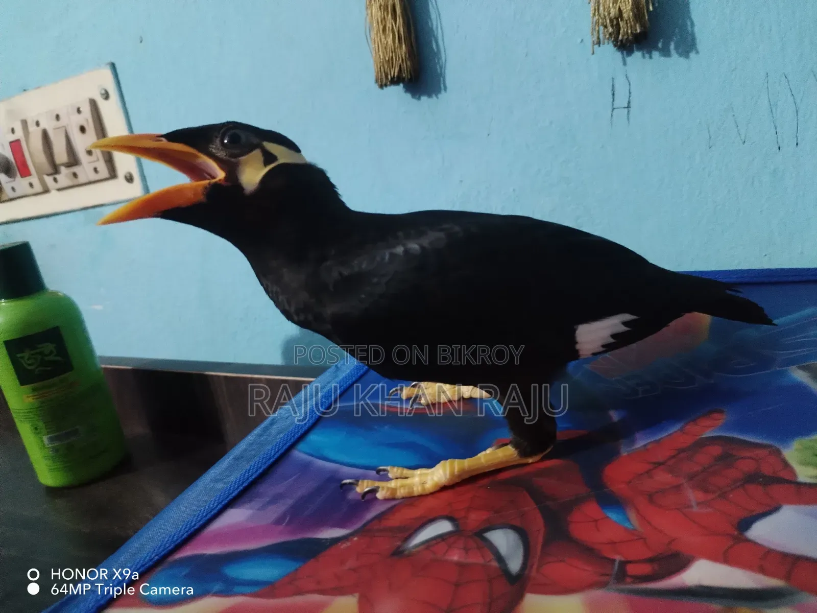 খুবই সুন্দর পাখি দুইটা কথা বলতে শিখছে বয়স 8 মাস।