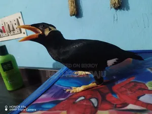 খুবই সুন্দর পাখি দুইটা কথা বলতে শিখছে বয়স 8 মাস।