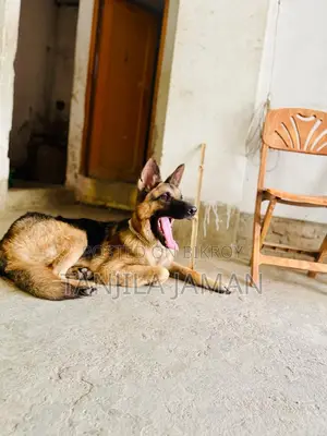 ১+ বছরের পুরুষ খাঁটি জাতের জার্মান শেফার্ড