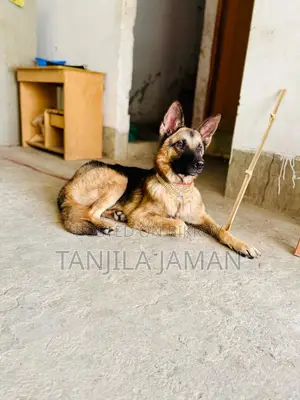 ১+ বছরের পুরুষ খাঁটি জাতের জার্মান শেফার্ড