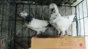 Pigeons for sale
