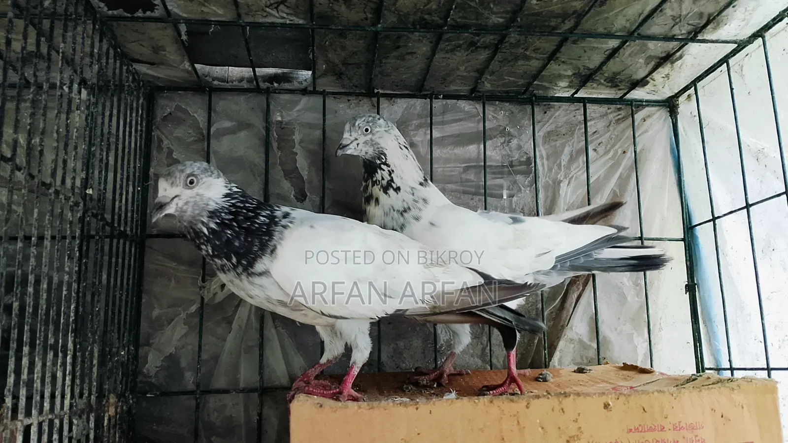 Pigeons for sale