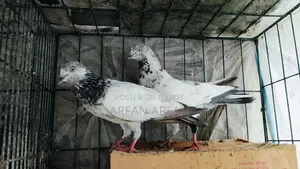Pigeons for sale