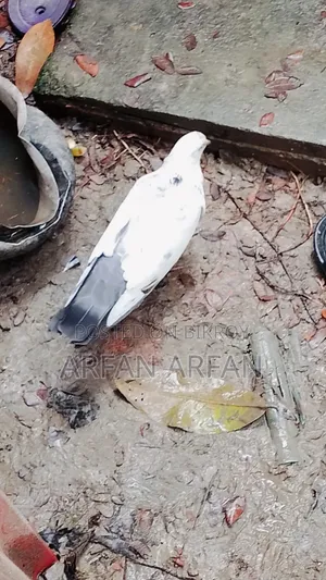 Pigeons for sale