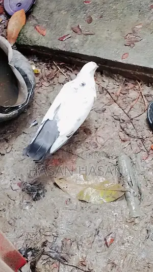 Pigeons for sale