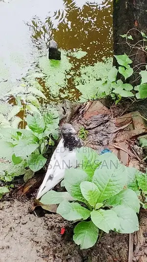 Pigeons for sale