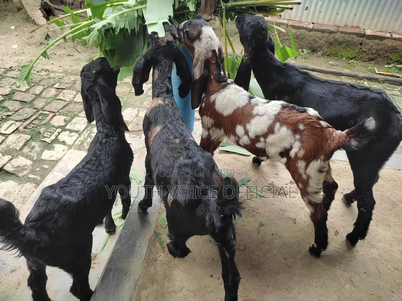 তোতাপুরি ক্রস জাতের খাসি বাচ্চা