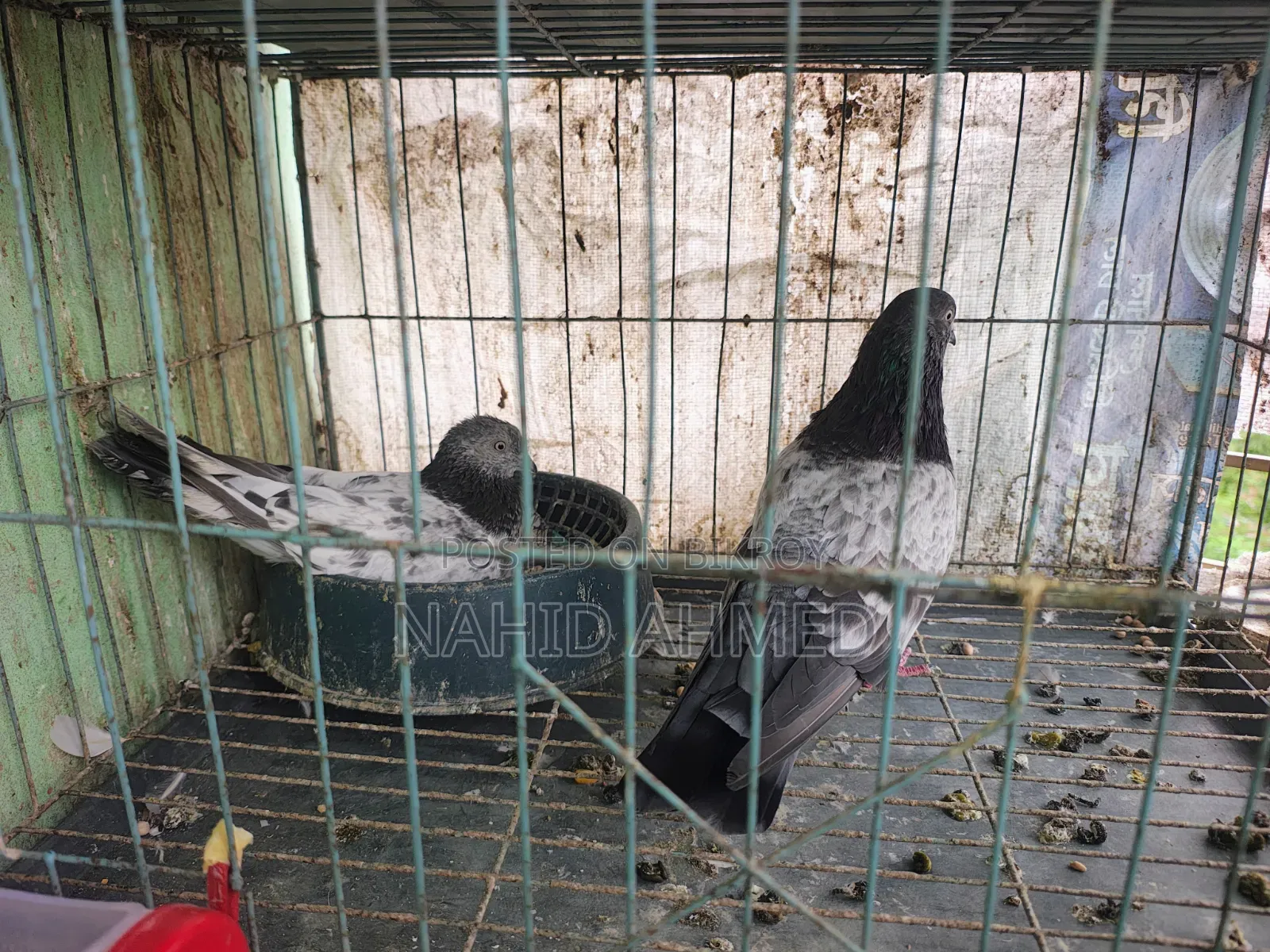 Only Pigeon