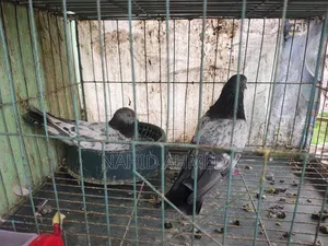 Only Pigeon