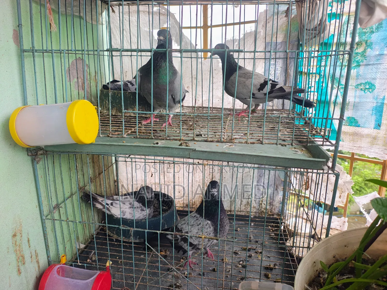 Only Pigeon
