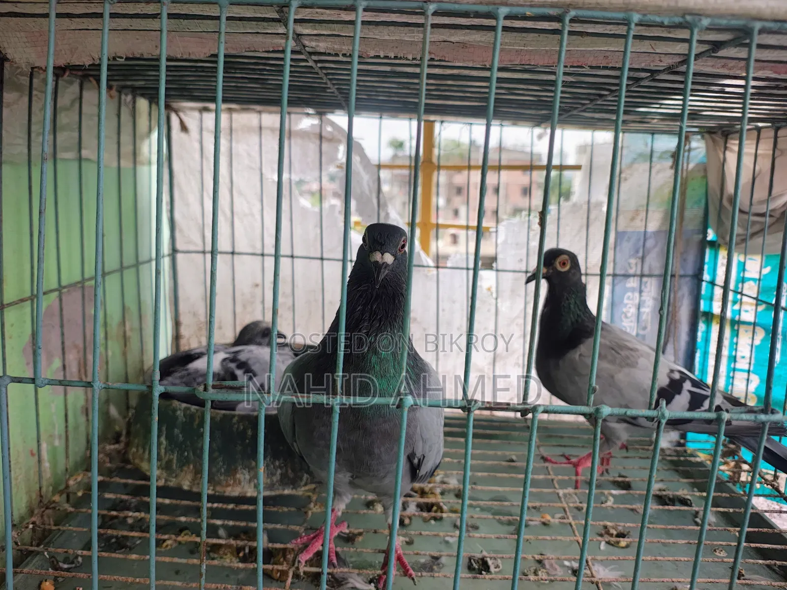 Only Pigeon
