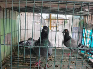 Only Pigeon