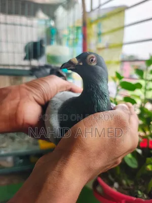 Only Pigeon