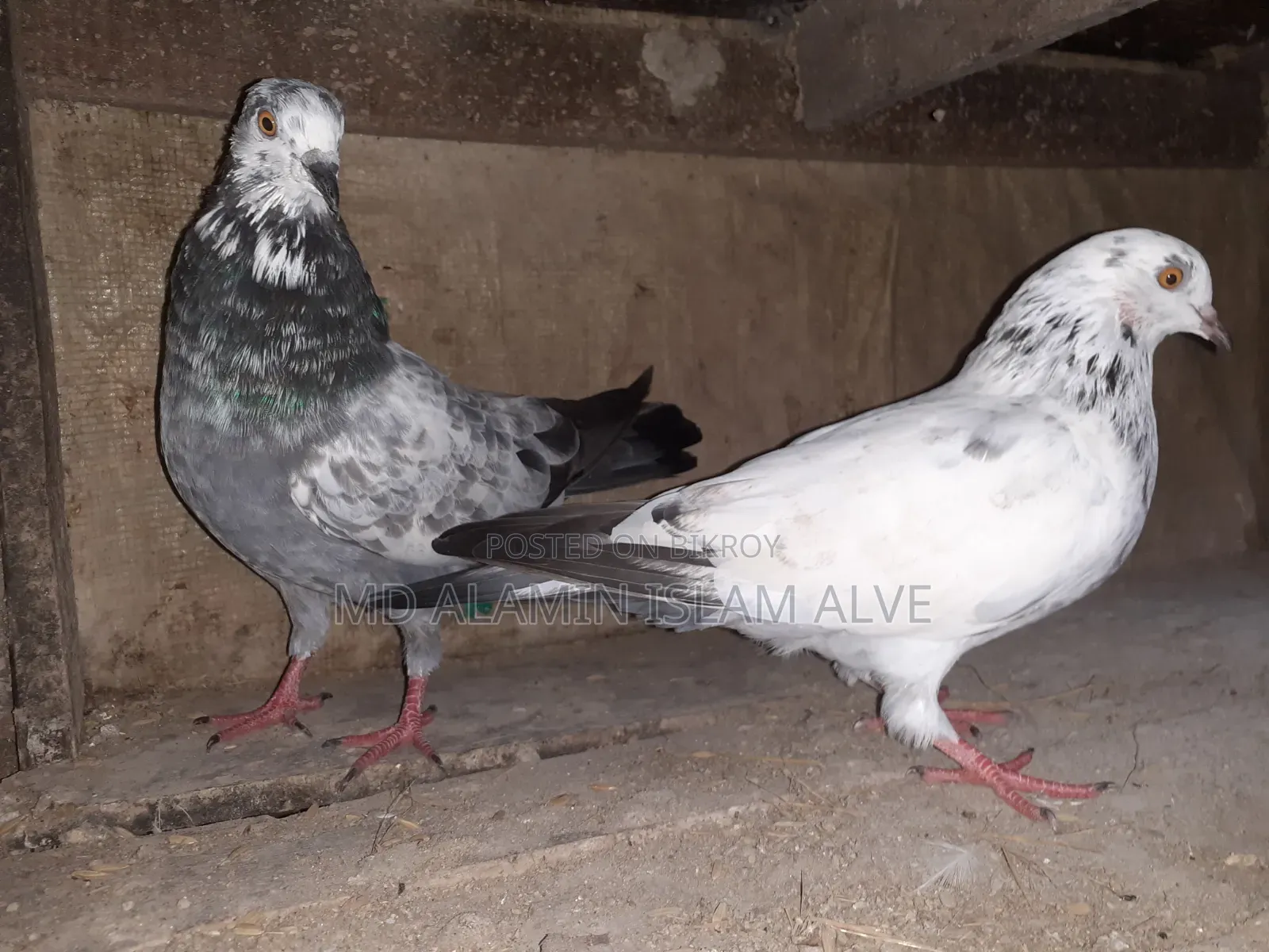 Bangla Pigeon