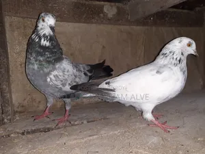Bangla Pigeon