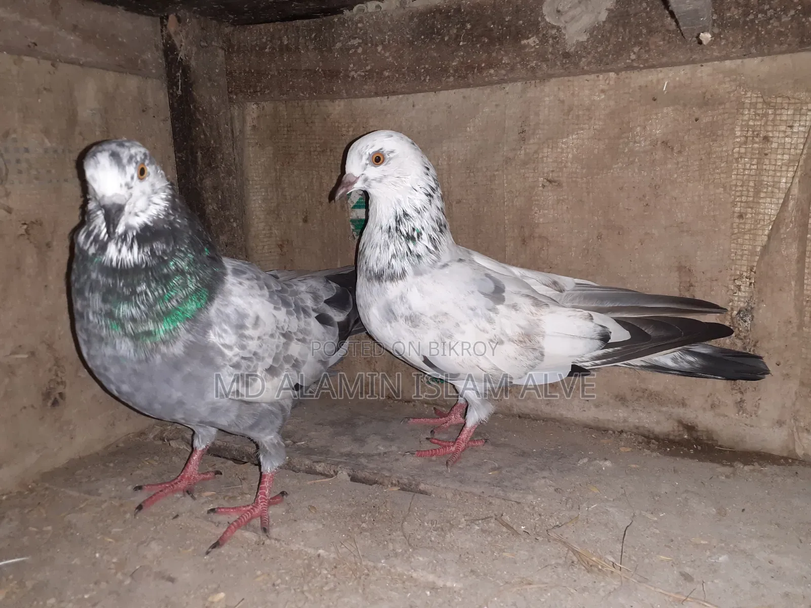 Bangla Pigeon