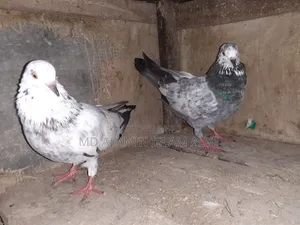 Bangla Pigeon