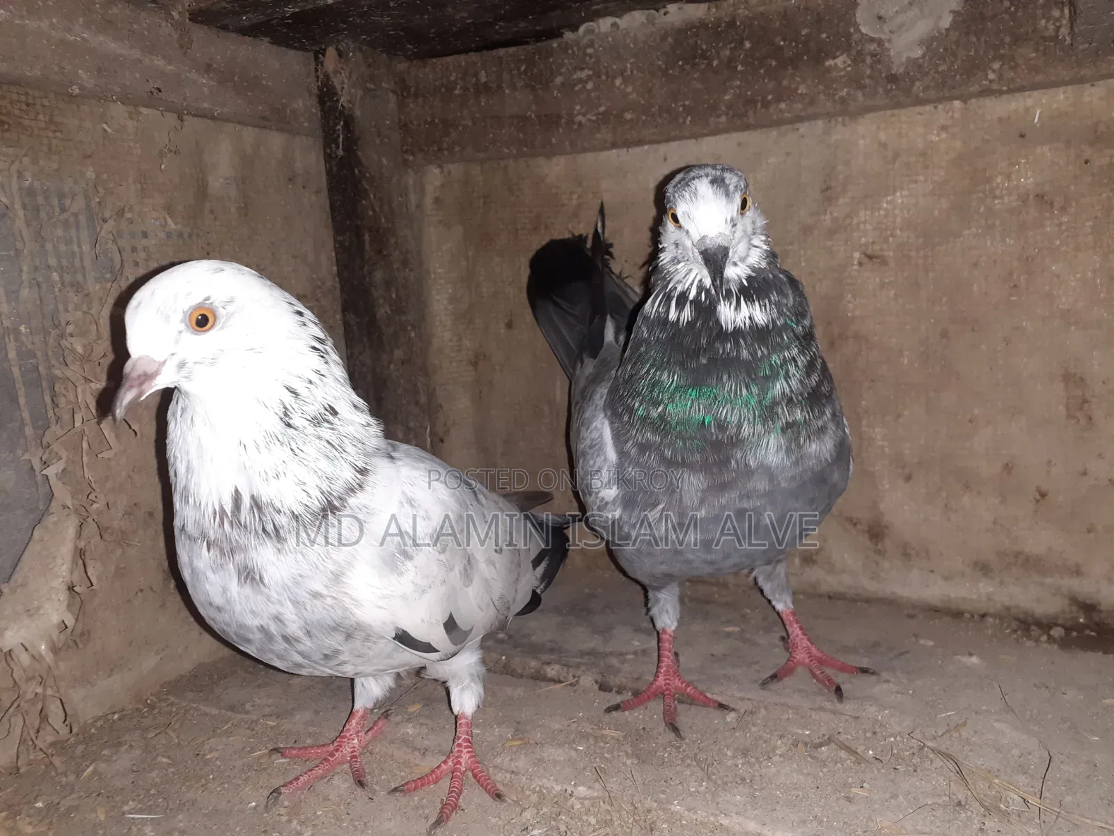 Bangla Pigeon