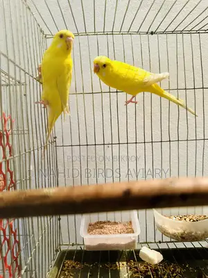 রানিং লুটিনো রেড আই বাজরিগর
