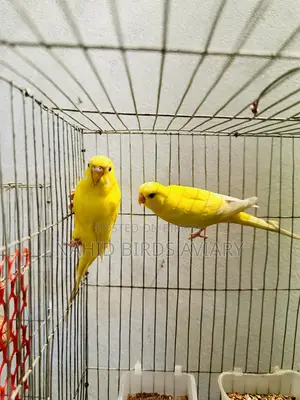 রানিং লুটিনো রেড আই বাজরিগর