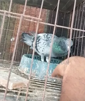 Two male pigeons for sale. One Maxi male and one Millie Racer male