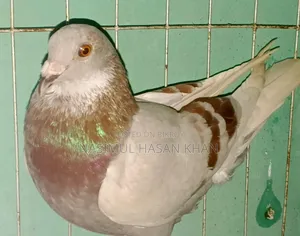 দুটি নর কবুতর বিক্রি করা হবে। একটা মাক্সি নর এবং একটি মিলি রেসার নর