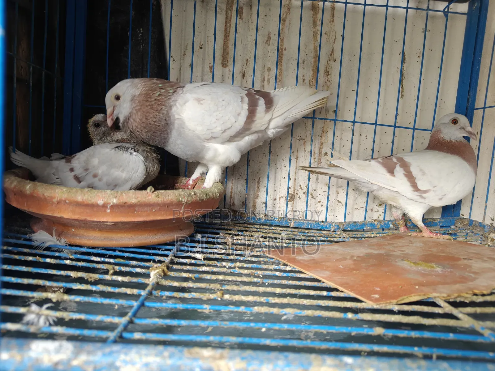 লাইট মিলি বাচ্চা সহ