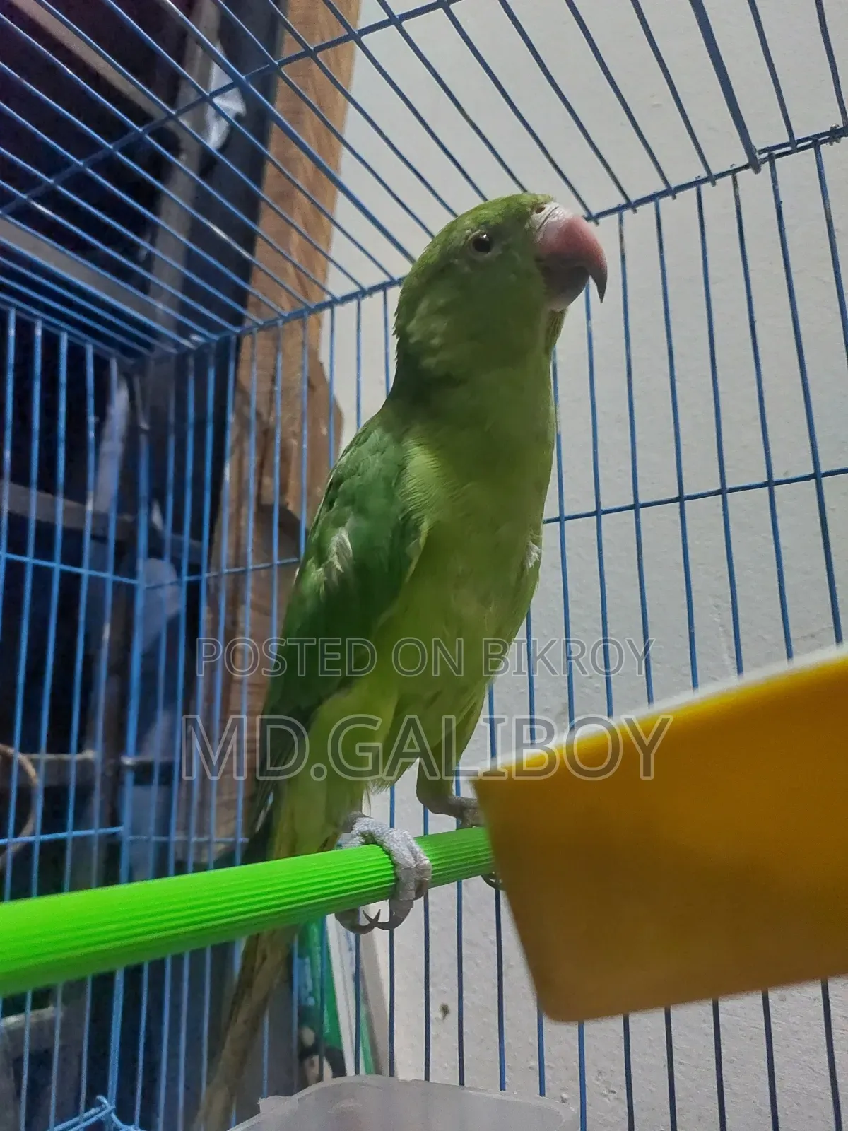 টিয়া পাখি. [Sell Post]