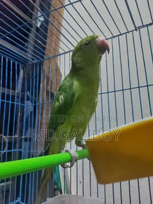 টিয়া পাখি. [Sell Post]