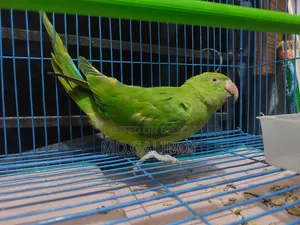 টিয়া পাখি. [Sell Post]
