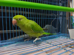 টিয়া পাখি. [Sell Post]