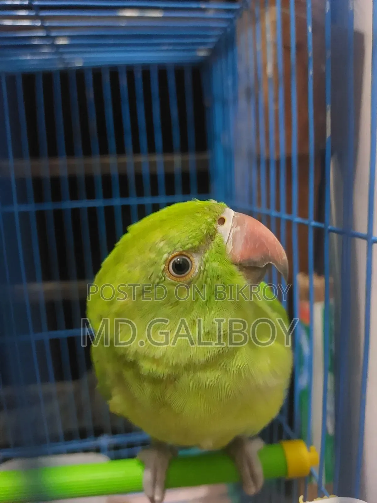 টিয়া পাখি. [Sell Post]