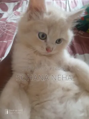 1-3 Months Male Purebred Persian