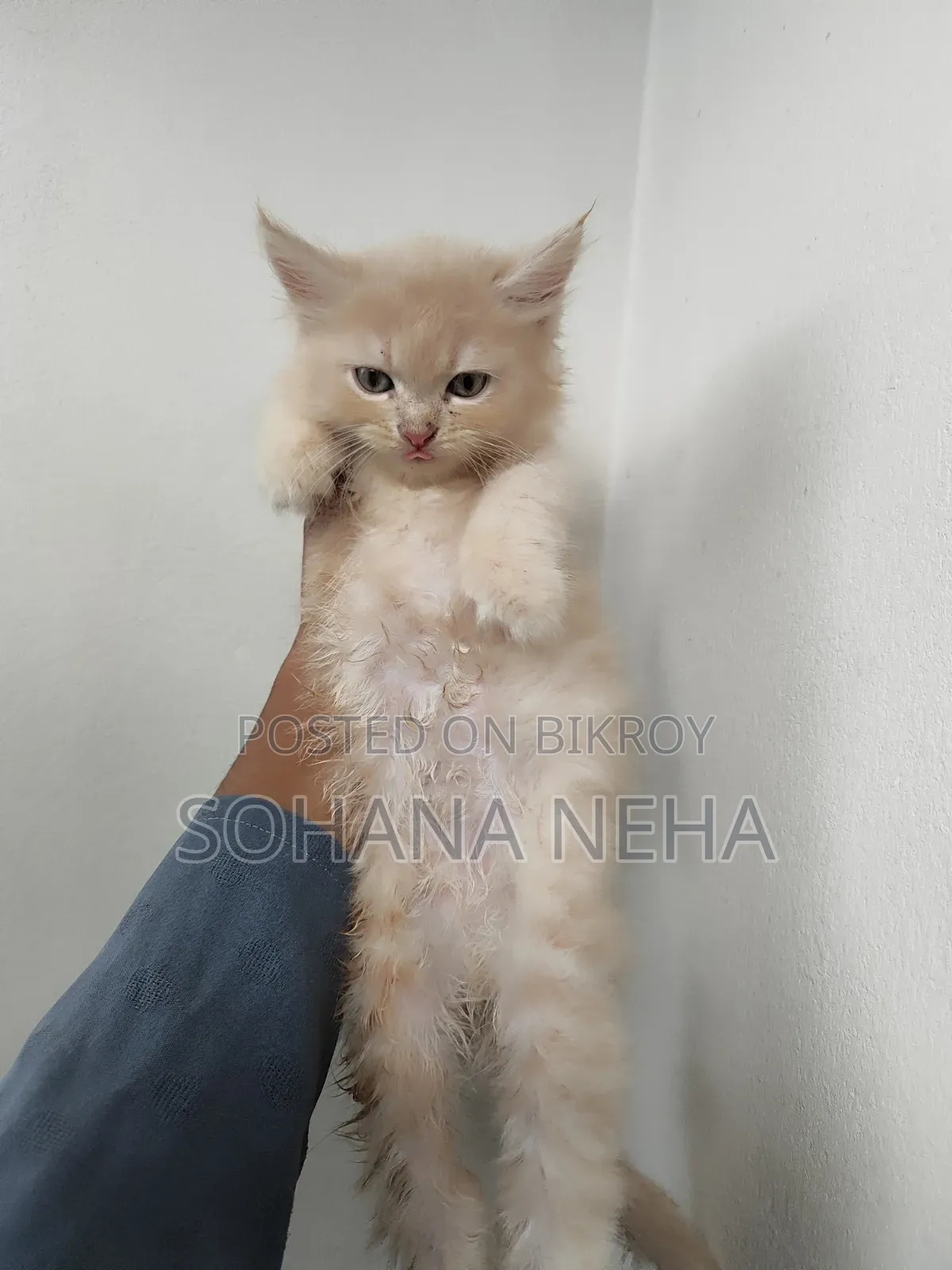 1-3 Months Male Purebred Persian