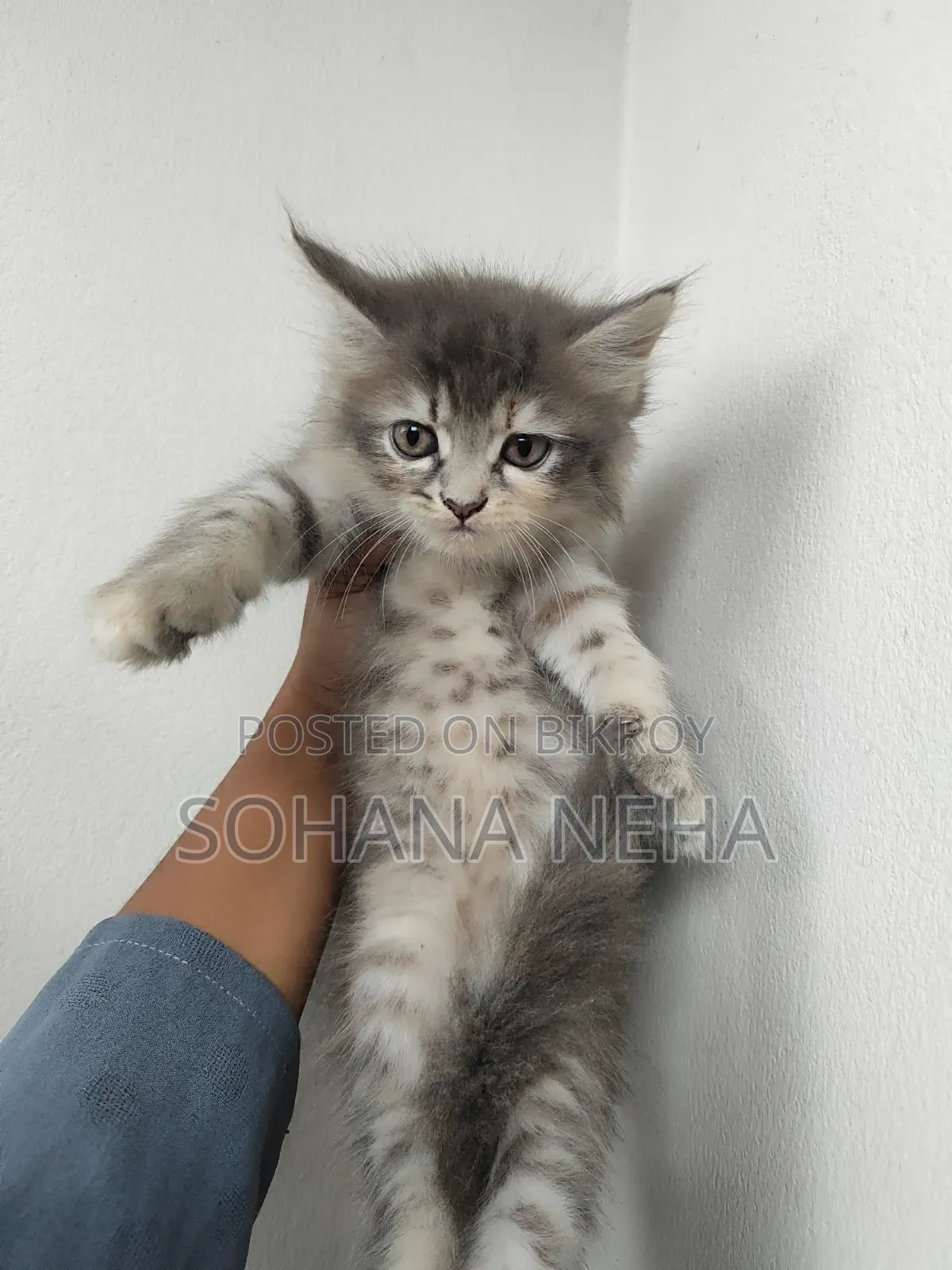 1-3 Months Male Purebred Persian