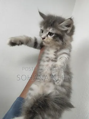 1-3 Months Male Purebred Persian