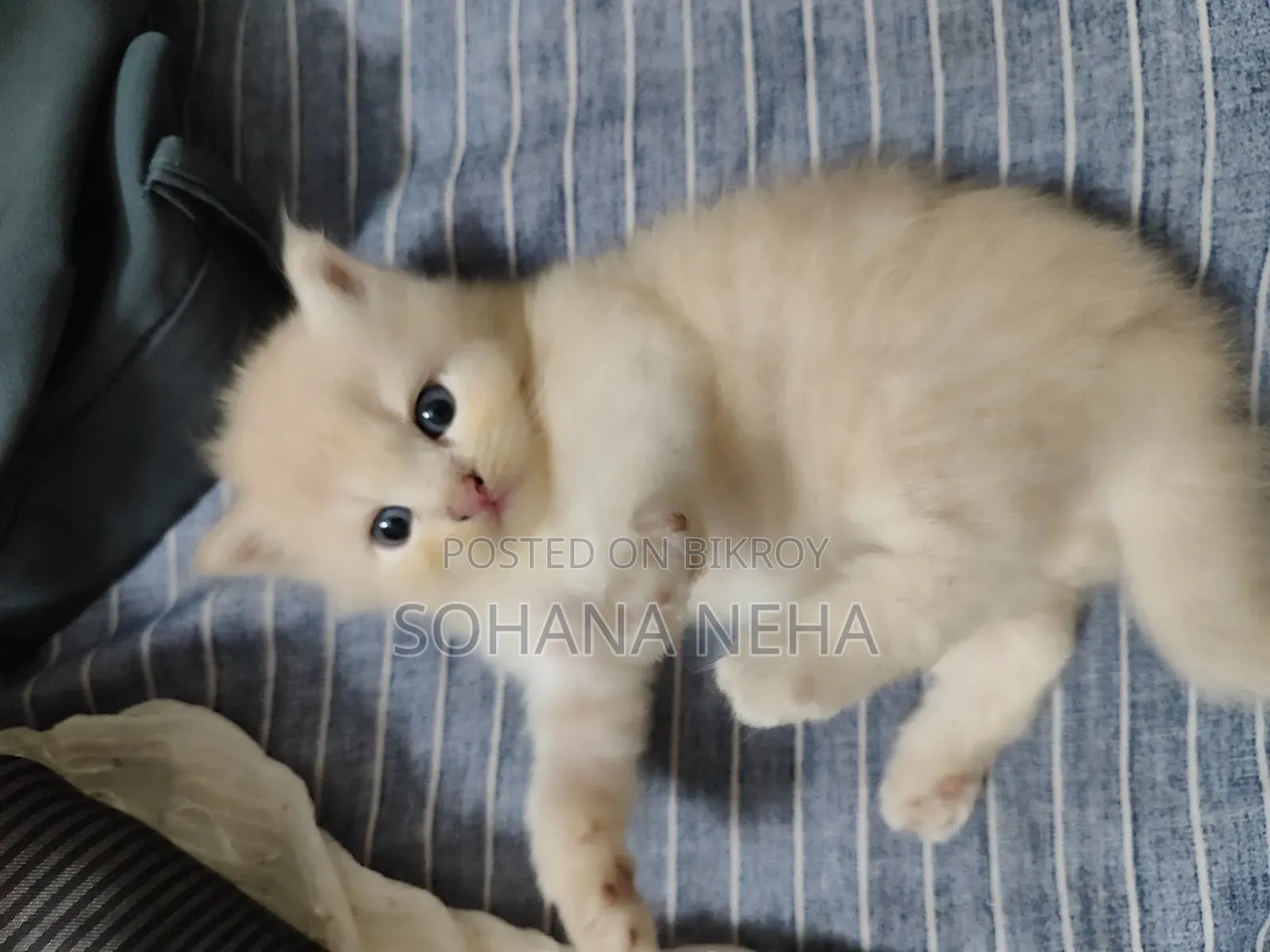 1-3 Months Male Purebred Persian