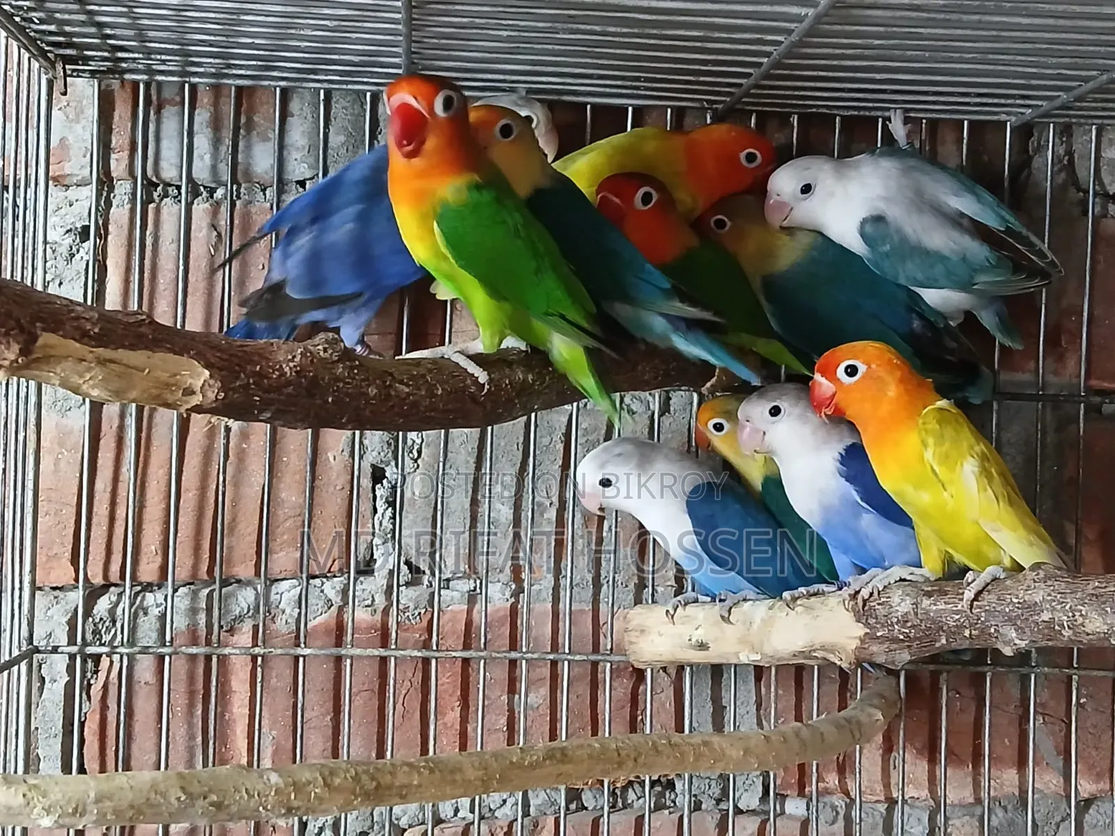 Love Birds Lot