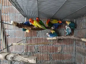 Love Birds Lot