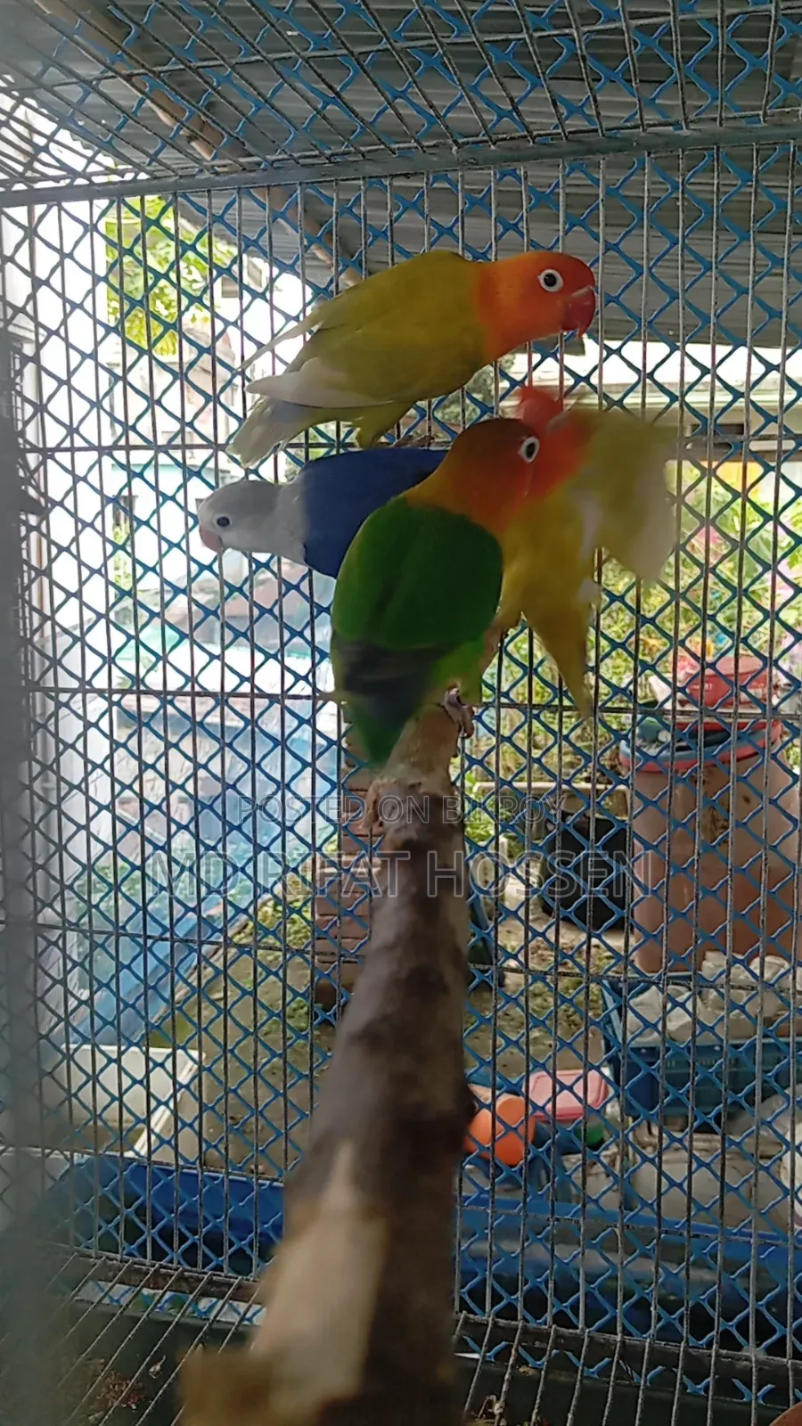 Love Birds Lot
